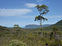 Eucalyptus nitida