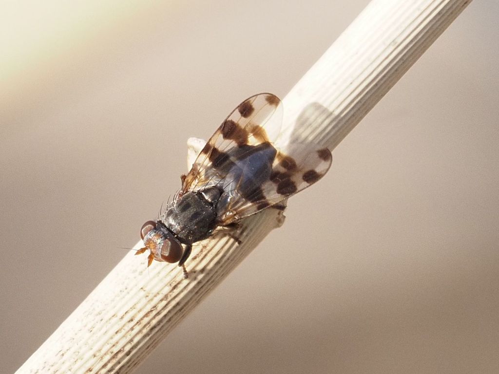 Ceroxys hortulana