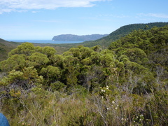 Eucalyptus nitida