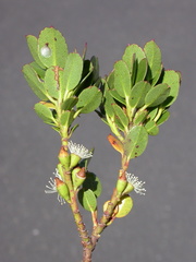 Eucalyptus vernicosa