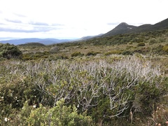 Eucalyptus vernicosa
