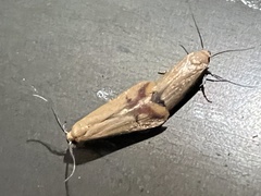 Tachystola hemisema