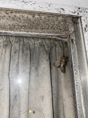 Noctuidae