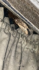 Noctuidae