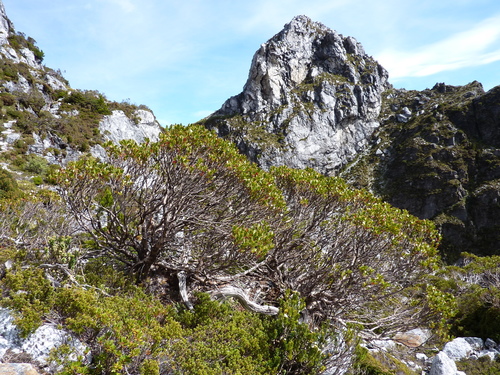Eucalyptus vernicosa Hook.fil.