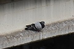 Columba livia domestica