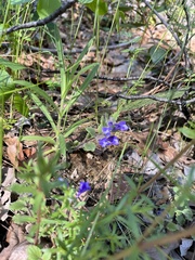 Scutellaria tuberosa