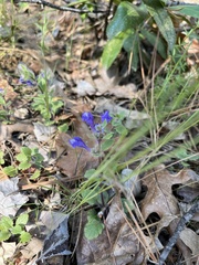 Scutellaria tuberosa