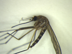 Aedes antipodeus