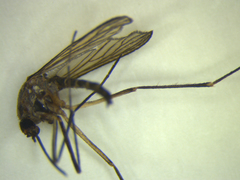 Aedes antipodeus