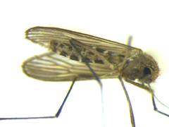 Culex pervigilans