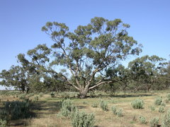 Eucalyptus largiflorens