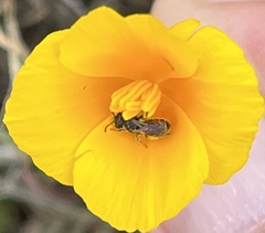 Micralictoides ruficaudus