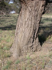 Eucalyptus largiflorens