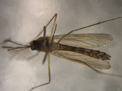 Culex pervigilans
