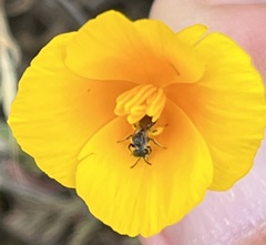 Micralictoides ruficaudus