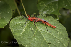 Macrocheraia grandis