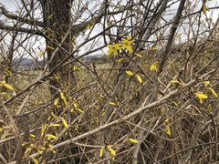 Forsythia koreana