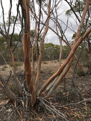 Eucalyptus leptophylla