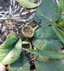 Dorstenia brasiliensis