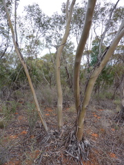 Eucalyptus leptophylla