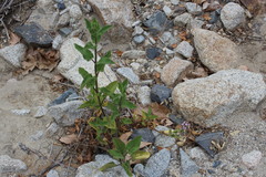 Stachys stebbinsii