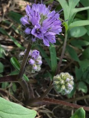 Hydrophyllum capitatum thompsonii