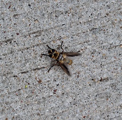 Trichopoda