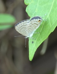 Catopyrops ancyra