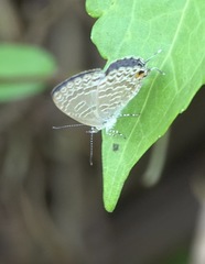 Catopyrops ancyra