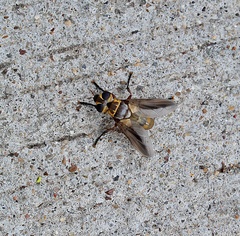 Trichopoda