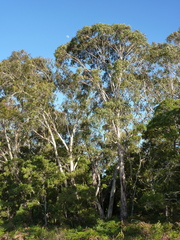 Eucalyptus pauciflora pauciflora