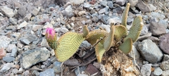 Opuntia basilaris