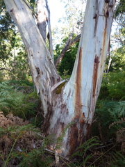 Eucalyptus pauciflora pauciflora