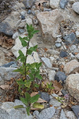 Stachys stebbinsii