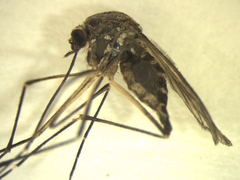 Aedes antipodeus