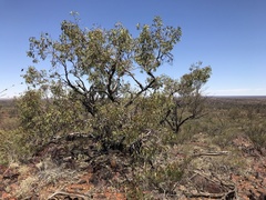 Eucalyptus youngiana
