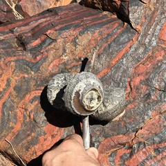 Eucalyptus youngiana