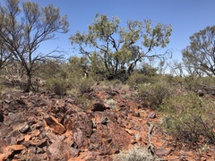 Eucalyptus youngiana