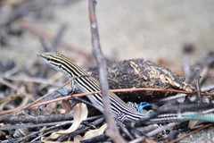 Pholidoscelis lineolatus