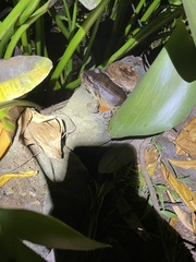Leptodactylus savagei