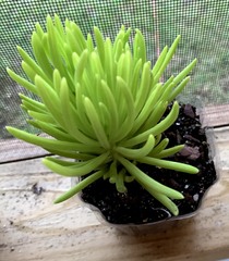 Senecio cylindricus
