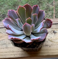 Echeveria shaviana