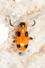 Cornulactica varicornis