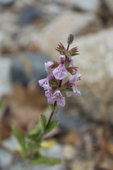 Stachys stebbinsii