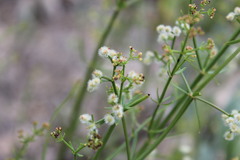 Galium angustifolium