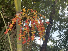 Areca catechu