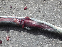 Coluber constrictor paludicola