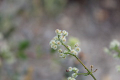 Galium angustifolium