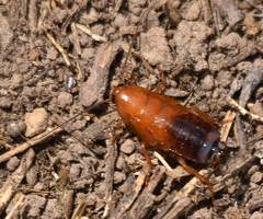 Parcoblatta desertae